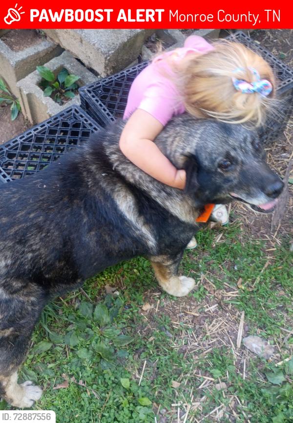Lost Male Dog last seen Wilson station Road , Monroe County, TN 37329