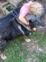 Lost Male Dog last seen Wilson station Road , Monroe County, TN 37329