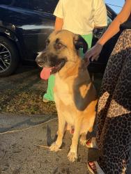 Found/Stray Male Dog last seen Corner of Bumby and Pershing by the church, Orlando, FL 32803