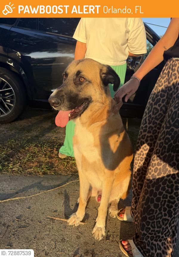 Found/Stray Male Dog last seen Corner of Bumby and Pershing by the church, Orlando, FL 32803