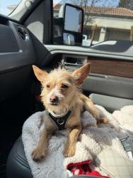 Lost Male Dog last seen Roberts ln and oildale drive by kings drive in , Bakersfield, CA 93308