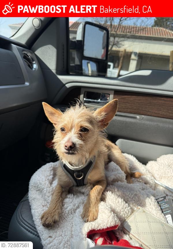 Lost Male Dog last seen Roberts ln and oildale drive by kings drive in , Bakersfield, CA 93308