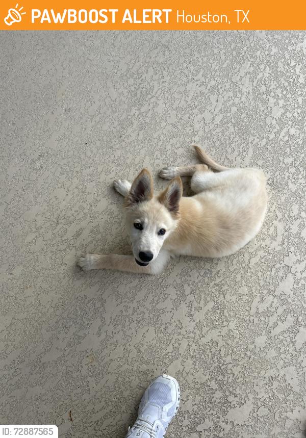 Found/Stray Unknown Dog last seen by gate in neighborhood , Houston, TX 77049