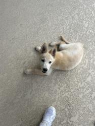 Found/Stray Unknown Dog last seen by gate in neighborhood , Houston, TX 77049