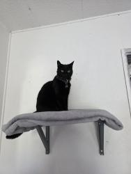 Lost Female Cat last seen Bermuda and langdon, Los Angeles, CA 91345