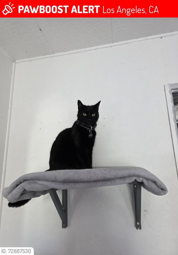 Lost Female Cat last seen Bermuda and langdon, Los Angeles, CA 91345