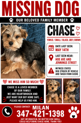 Lost Male Dog last seen Hoe Ave & Jennings st , The Bronx, NY 10460