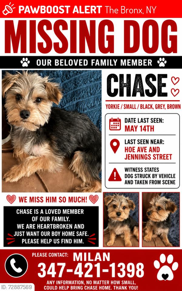 Lost Male Dog last seen Hoe Ave & Jennings st , The Bronx, NY 10460