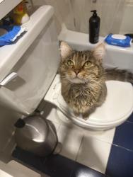 Found/Stray Unknown Cat last seen Near the Eliot Hotel on Comm Ave., Boston, MA 02446
