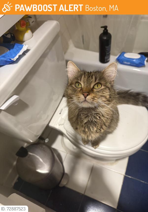 Found/Stray Unknown Cat last seen Near the Eliot Hotel on Comm Ave., Boston, MA 02446
