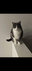 Lost Male Cat last seen Valley View road fountain inn sc, Fountain Inn, SC 29644
