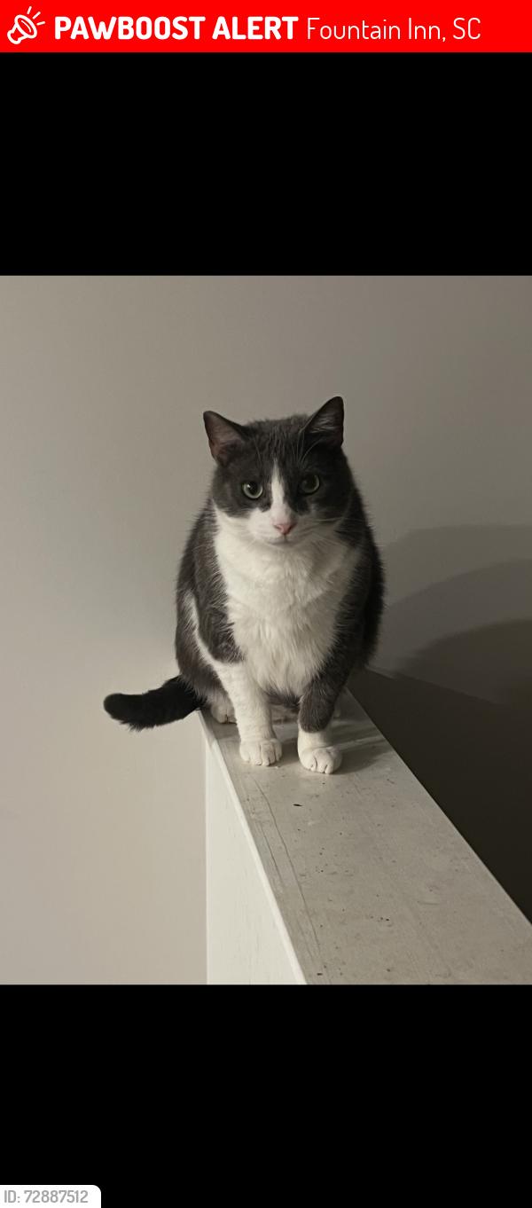 Lost Male Cat last seen Valley View road fountain inn sc, Fountain Inn, SC 29644