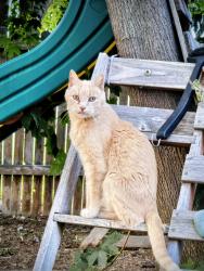 Lost Male Cat last seen Fivemile and Edna , Boise, ID 83713