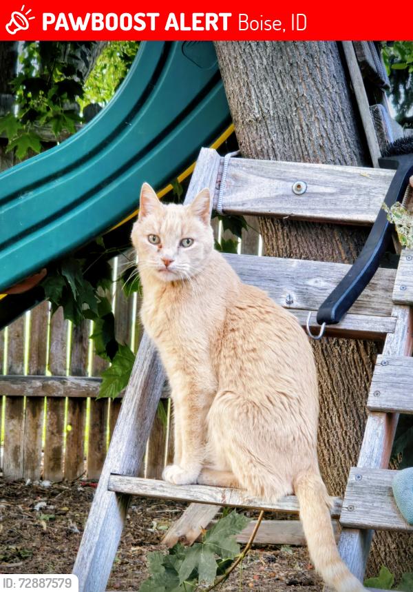 Lost Male Cat last seen Fivemile and Edna , Boise, ID 83713