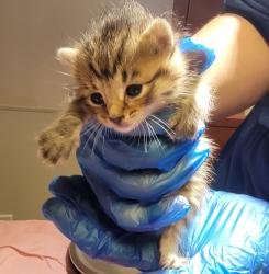 Shelter Stray Female Cat last seen Near Juniper Street, SAN LEANDRO, CA, 94579, Oakland, CA 94621