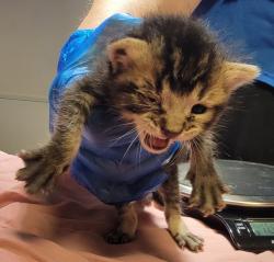 Shelter Stray Female Cat last seen Near Juniper Street, SAN LEANDRO, CA, 94579, Oakland, CA 94621