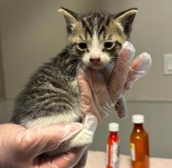 Shelter Stray Male Cat last seen Near Washington Avenue, SAN LEANDRO, CA, 94579, Oakland, CA 94621