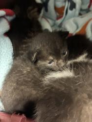 Shelter Stray Female Cat last seen Near W Riley Circle, SALT LAKE CITY, UT, 84104, Taylorsville, UT 84123