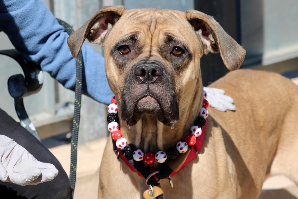 Shelter Stray Female Dog last seen 107-12 Farragut Road, BROOKLYN, NY, 11236, 3139 Veterans Rd W, Staten Island, NY 10309, USA