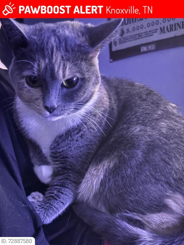 Lost Female Cat last seen Braden Oak Ct, Knoxville, TN 37909