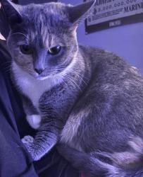 Lost Female Cat last seen Braden Oak Ct, Knoxville, TN 37909
