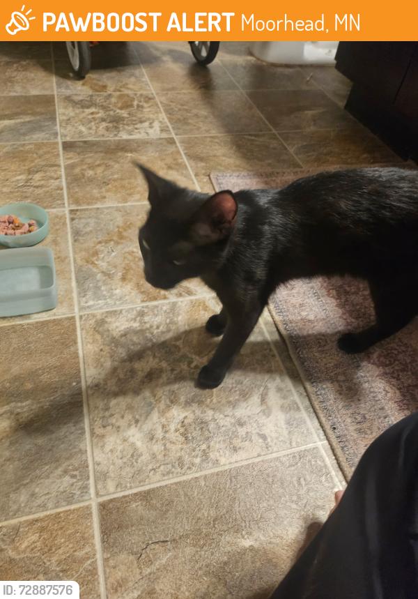 Found/Stray Female Cat last seen 17th and Belsly Blvd, Moorhead, MN 56560