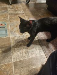 Found/Stray Female Cat last seen 17th and Belsly Blvd , Moorhead, MN 56560