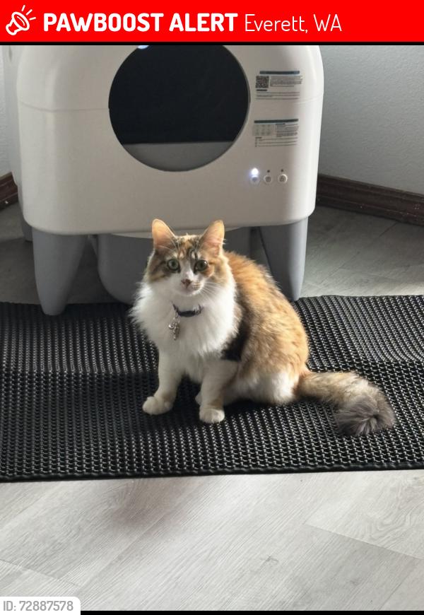 Lost Female Cat last seen Meridian Ave S & 120th ST SW, Everett, WA 98204