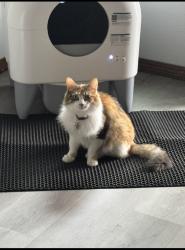Lost Female Cat last seen Meridian Ave S & 120th ST SW, Everett, WA 98204