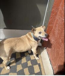 Found/Stray Male Other last seen Near s Azusa Ave , West Covina, CA 91792