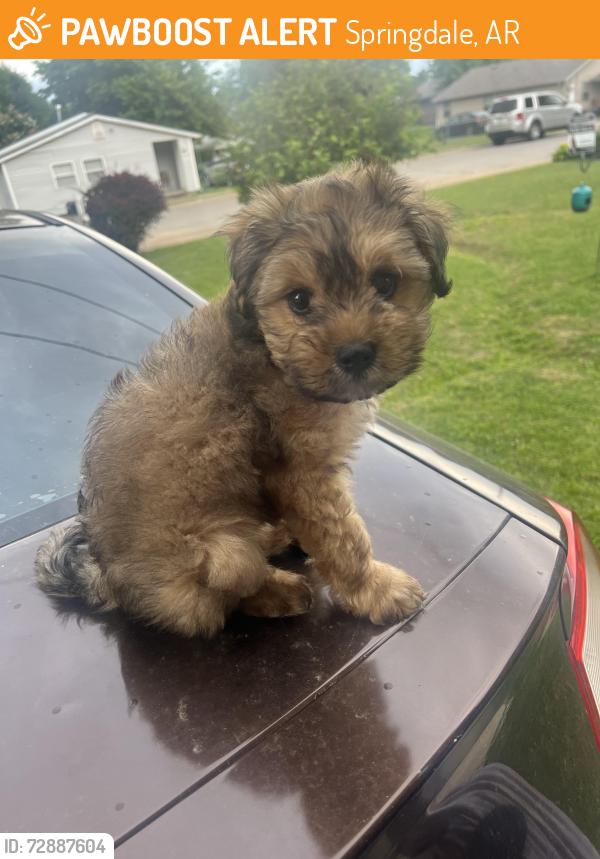Found/Stray Male Dog last seen Springdale hart , Springdale, AR 72764