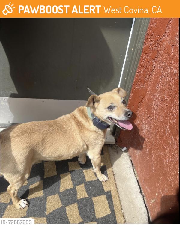 Found/Stray Male Other last seen Near s Azusa Ave , West Covina, CA 91792