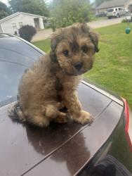Found/Stray Male Dog last seen Springdale hart , Springdale, AR 72764
