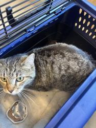 Found/Stray Female Cat last seen S. Dixie Hwy, Dalton, GA 30720