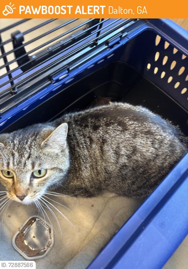 Found/Stray Female Cat last seen S. Dixie Hwy, Dalton, GA 30720