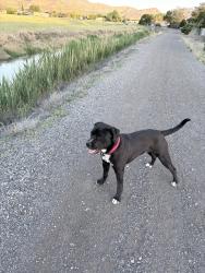 Reunited Male Dog last seen Near W chula Dr , West Valley City, UT 84128