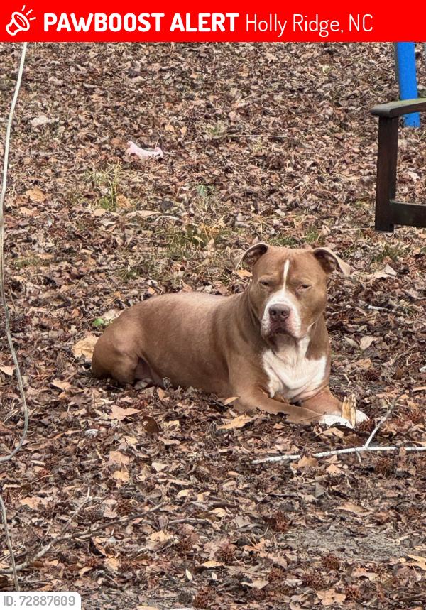 Lost Male Dog last seen Winery rd, Holly Ridge, NC 28445