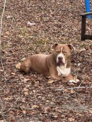 Lost Male Dog last seen Winery rd, Holly Ridge, NC 28445