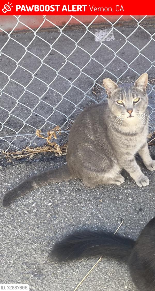 Lost Male Cat last seen Ross Street and Alameda , Vernon, CA 90058