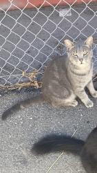 Lost Male Cat last seen Ross Street and Alameda , Vernon, CA 90058