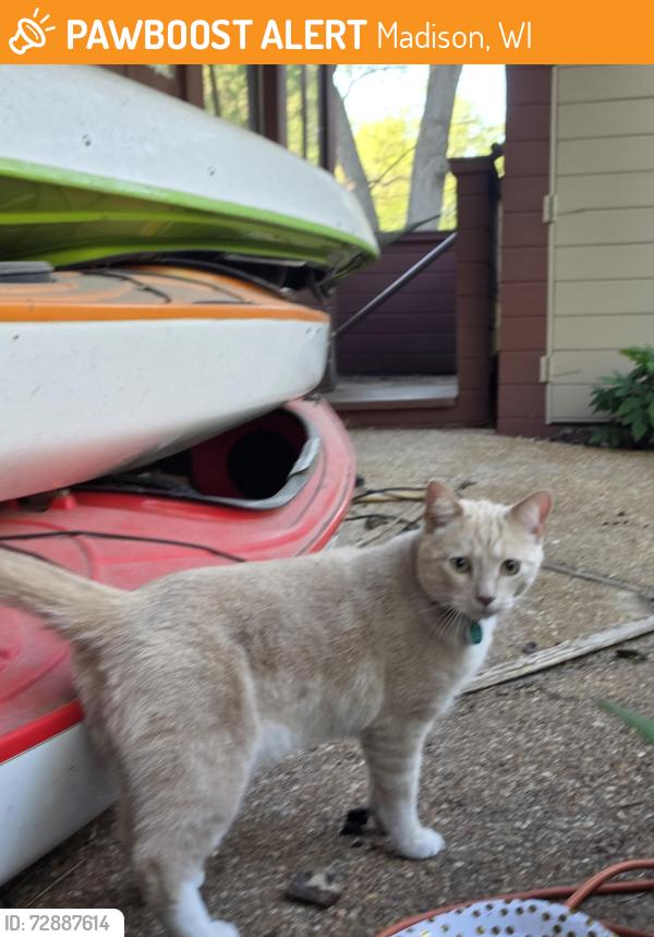 Found/Stray Unknown Cat last seen Hammersley, Madison, WI 53711