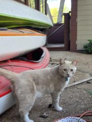 Found/Stray Unknown Cat last seen Hammersley, Madison, WI 53711