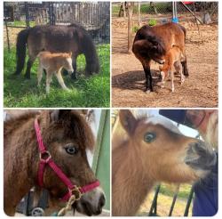 Lost Female Horse last seen Haymarket Rd, Dallas, TX 75217