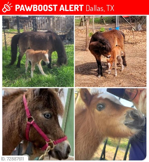 Lost Female Horse last seen Haymarket Rd, Dallas, TX 75217