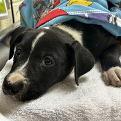 Shelter Stray Female Dog last seen , Memphis, TN 38133