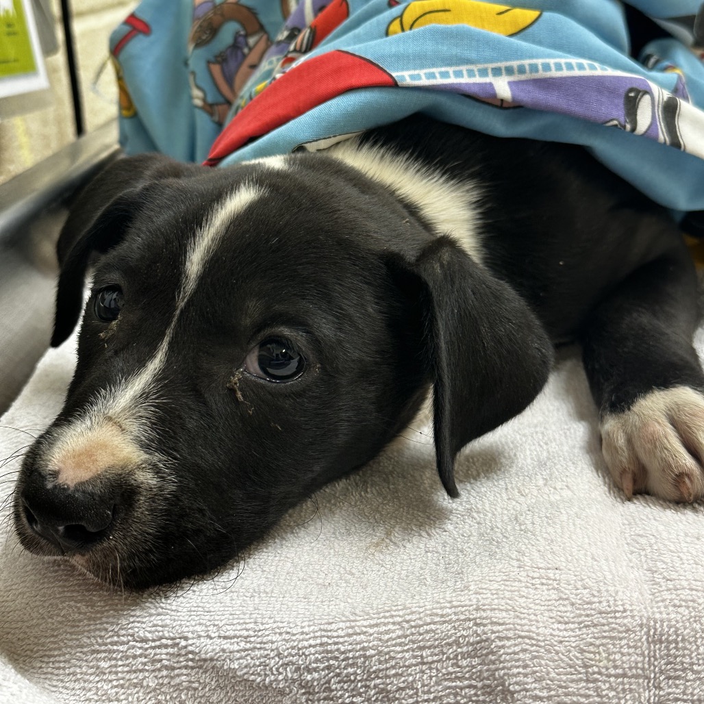 Shelter Stray Female Dog last seen , Memphis, TN 38133