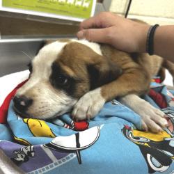 Shelter Stray Male Dog last seen , Memphis, TN 38133