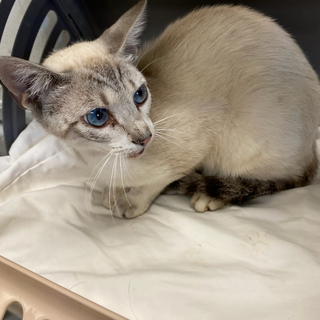 Shelter Stray Male Cat last seen , Memphis, TN 38133