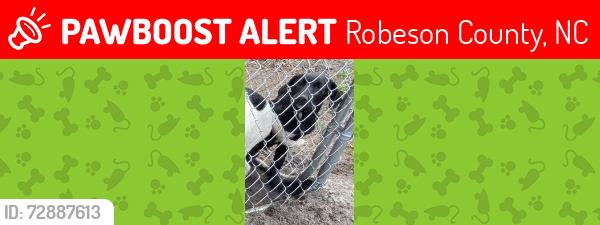 Lost Female Dog last seen JC Herring Rd & Barnesville Church Rd Orrum NC, Robeson County, NC 28369