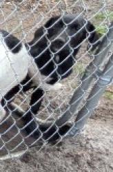 Lost Female Dog last seen JC Herring Rd & Barnesville Church Rd Orrum NC, Robeson County, NC 28369